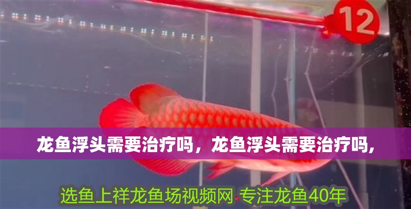 龍魚浮頭需要治療嗎，龍魚浮頭需要治療嗎,