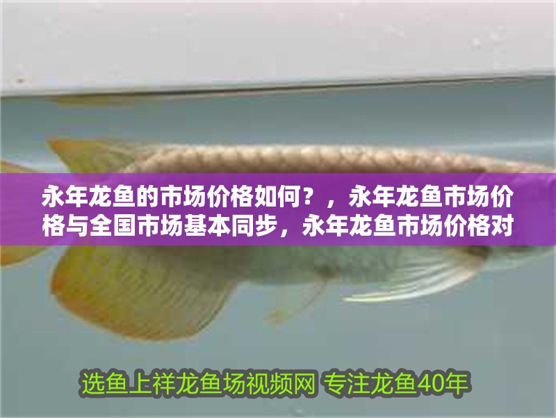 永年龍魚的市場價格如何？，永年龍魚市場價格與全國市場基本同步，永年龍魚市場價格對照表