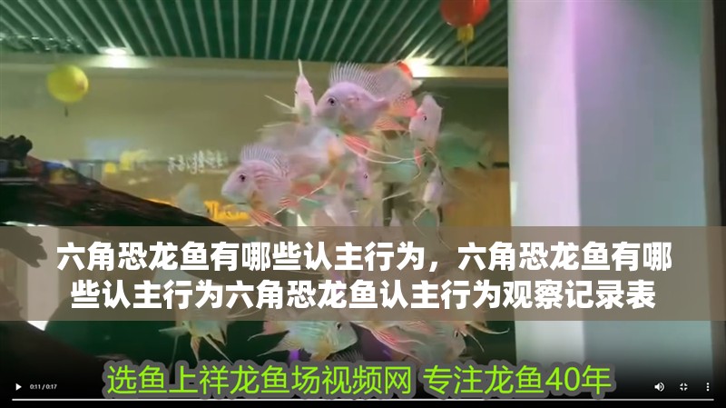 六角恐龍魚有哪些認主行為，六角恐龍魚有哪些認主行為六角恐龍魚認主行為觀察記錄表