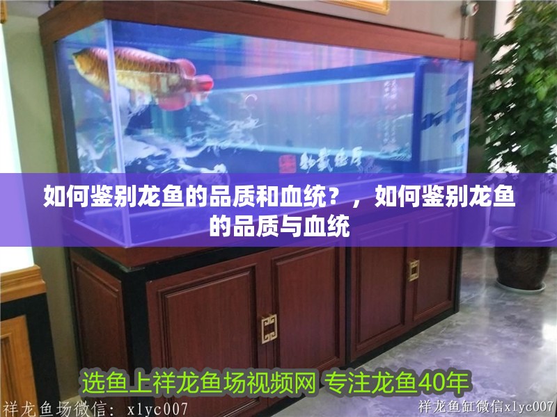 如何鑒別龍魚的品質(zhì)和血統(tǒng)？，如何鑒別龍魚的品質(zhì)與血統(tǒng)