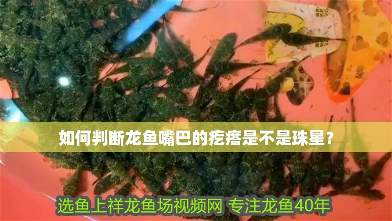 如何判斷龍魚嘴巴的疙瘩是不是珠星？