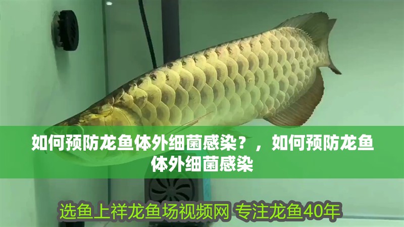 如何預防龍魚體外細菌感染？，如何預防龍魚體外細菌感染