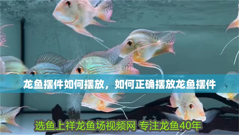 龍魚擺件如何擺放，如何正確擺放龍魚擺件