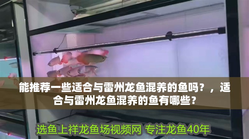 能推薦一些適合與雷州龍魚混養的魚嗎？，適合與雷州龍魚混養的魚有哪些？