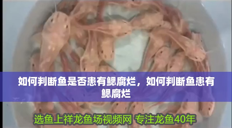 如何判斷魚是否患有鰓腐爛，如何判斷魚患有鰓腐爛