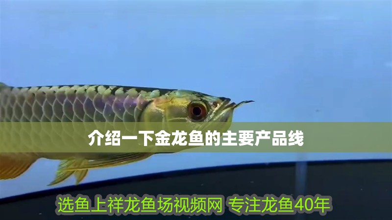 介紹一下金龍魚的主要產品線