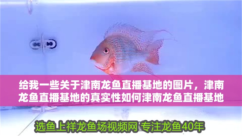 給我一些關于津南龍魚直播基地的圖片，津南龍魚直播基地的真實性如何津南龍魚直播基地的真實性如何