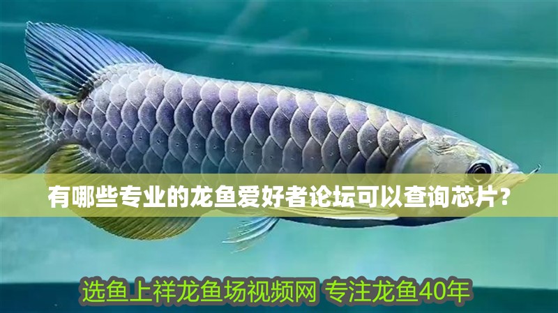 有哪些專業的龍魚愛好者論壇可以查詢芯片？