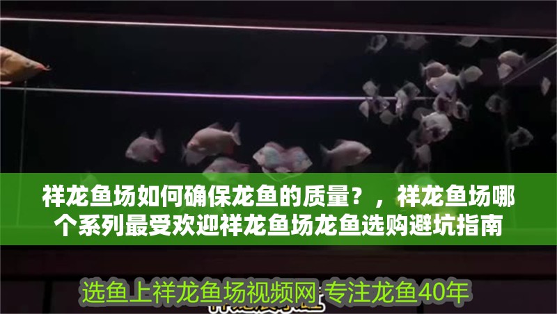 祥龍魚(yú)場(chǎng)如何確保龍魚(yú)的質(zhì)量?,祥龍魚(yú)場(chǎng)哪個(gè)系列最受歡迎祥龍魚(yú)場(chǎng)龍魚(yú)選購(gòu)避坑指南