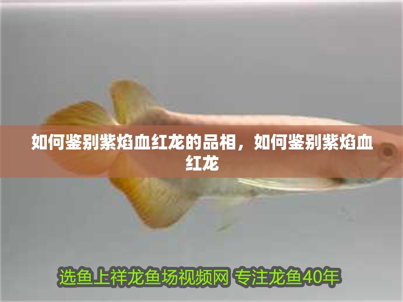 如何鑒別紫焰血紅龍的品相，如何鑒別紫焰血紅龍