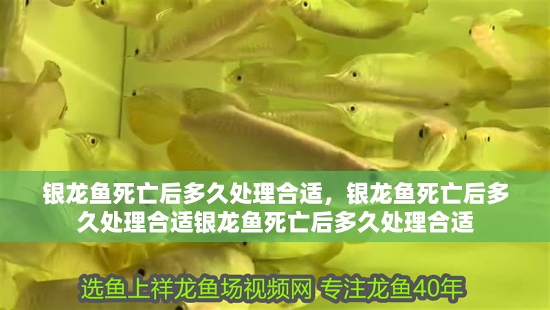 銀龍魚死亡后多久處理合適，銀龍魚死亡后多久處理合適銀龍魚死亡后多久處理合適