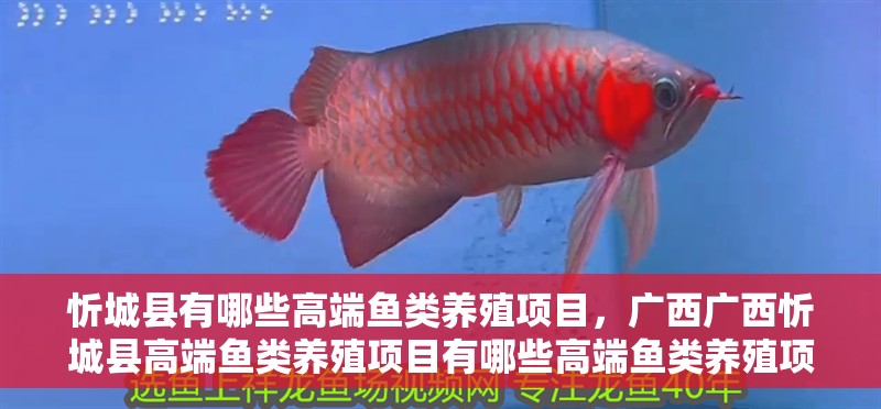 忻城縣有哪些高端魚類養殖項目，廣西廣西忻城縣高端魚類養殖項目有哪些高端魚類養殖項目