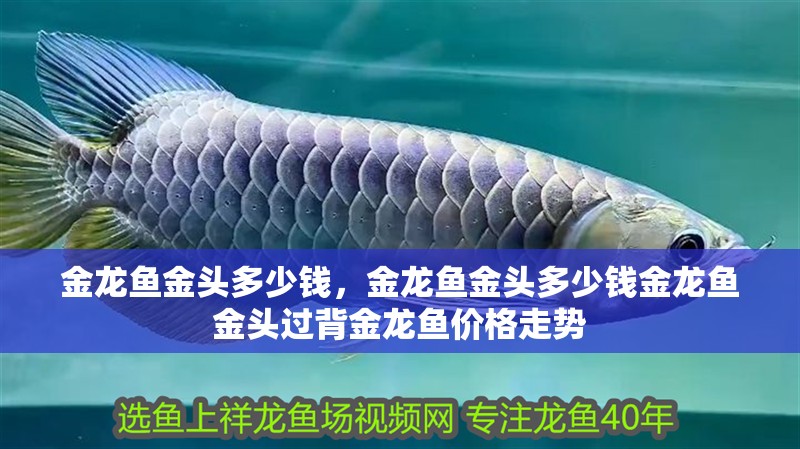 金龍魚金頭多少錢，金龍魚金頭多少錢金龍魚金頭過背金龍魚價格走勢