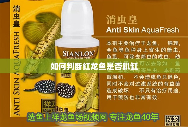 如何判斷紅龍魚是否趴缸