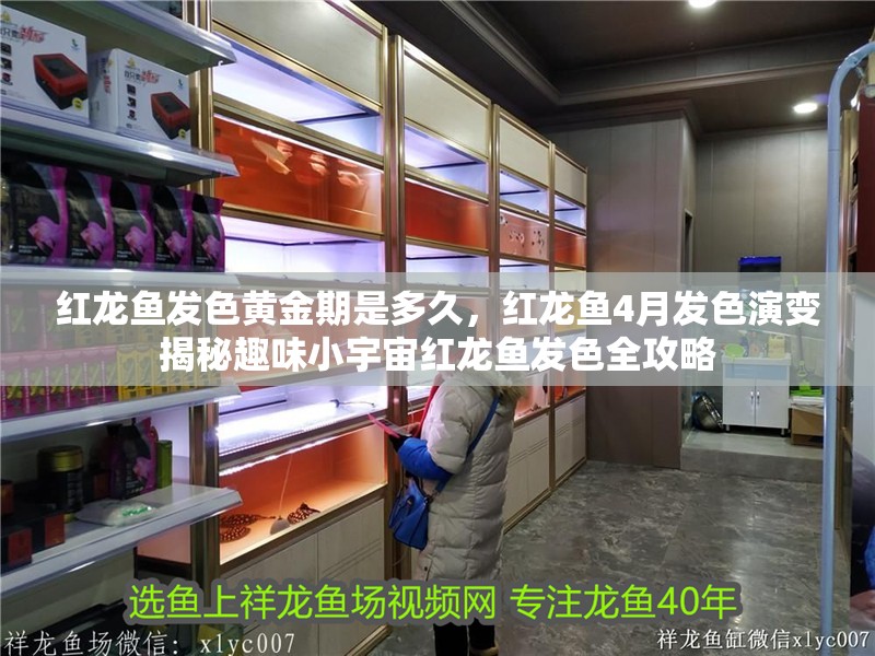 紅龍魚發(fā)色黃金期是多久，紅龍魚4月發(fā)色演變揭秘趣味小宇宙紅龍魚發(fā)色全攻略