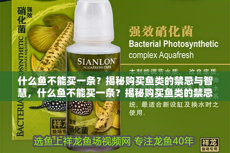 什么魚不能買一條？揭秘購買魚類的禁忌與智慧，什么魚不能買一條？揭秘購買魚類的禁忌與智慧
