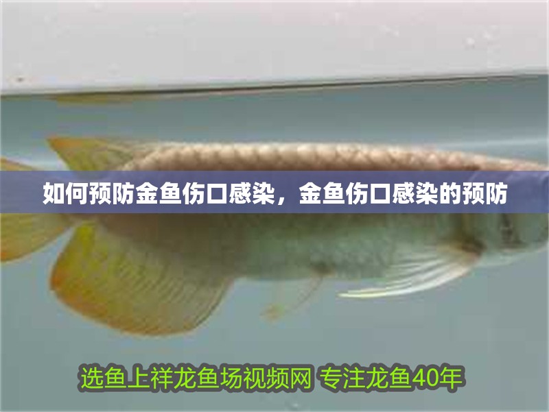 如何預防金魚傷口感染，金魚傷口感染的預防