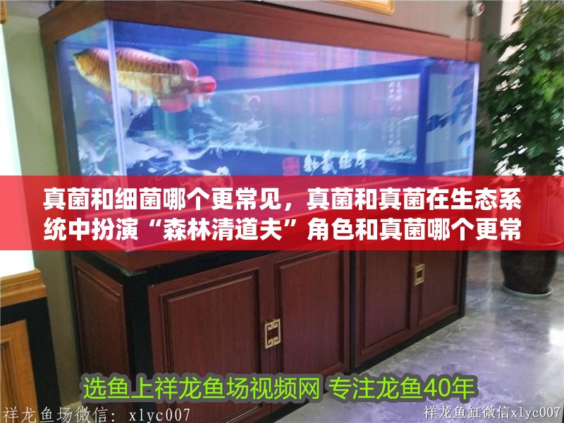 真菌和細菌哪個更常見，真菌和真菌在生態系統中扮演“森林清道夫”角色和真菌哪個更常見