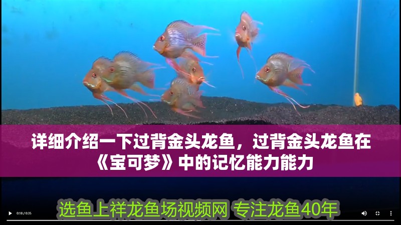 詳細介紹一下過背金頭龍魚，過背金頭龍魚在《寶可夢》中的記憶能力能力