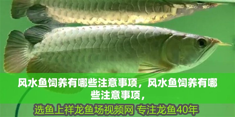 風水魚飼養有哪些注意事項，風水魚飼養有哪些注意事項，