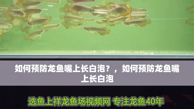 如何預防龍魚嘴上長白泡？，如何預防龍魚嘴上長白泡