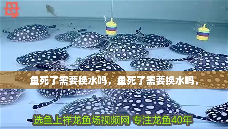 魚死了需要換水嗎，魚死了需要換水嗎，