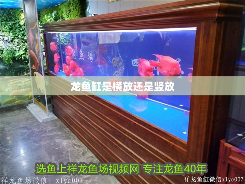 龍魚缸是橫放還是豎放