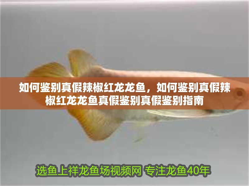 如何鑒別真假辣椒紅龍龍魚，如何鑒別真假辣椒紅龍龍魚真假鑒別真假鑒別指南
