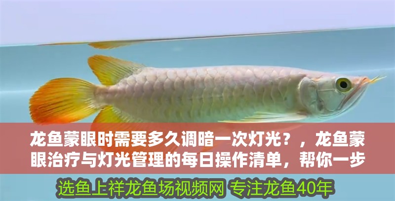 龍魚蒙眼時需要多久調暗一次燈光？，龍魚蒙眼治療與燈光管理的每日操作清單，幫你一步步安全恢復