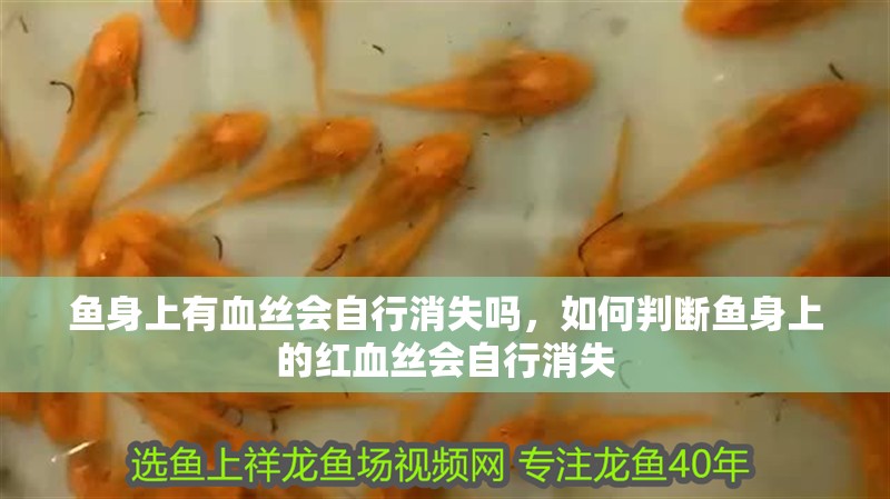 魚身上有血絲會自行消失嗎，如何判斷魚身上的紅血絲會自行消失