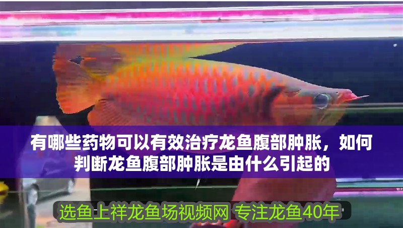 有哪些藥物可以有效治療龍魚腹部腫脹，如何判斷龍魚腹部腫脹是由什么引起的
