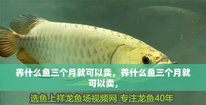 養什么魚三個月就可以賣，養什么魚三個月就可以賣，