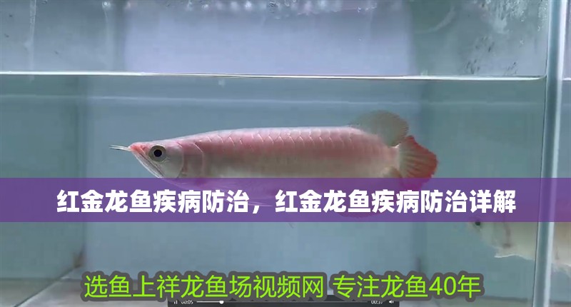 紅金龍魚疾病防治，紅金龍魚疾病防治詳解