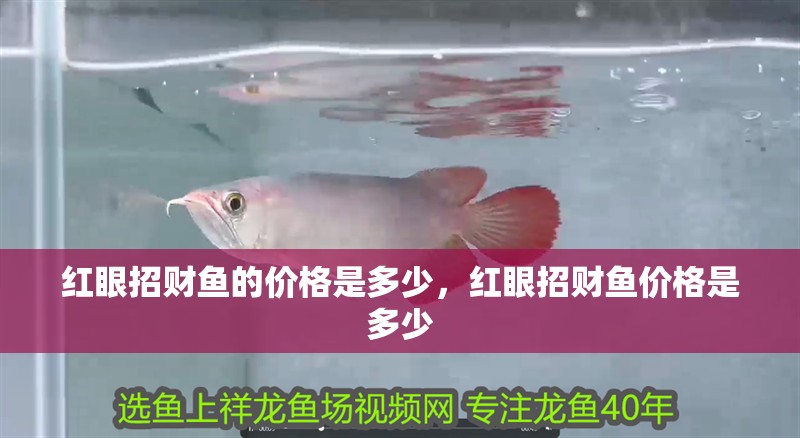 紅眼招財魚的價格是多少，紅眼招財魚價格是多少