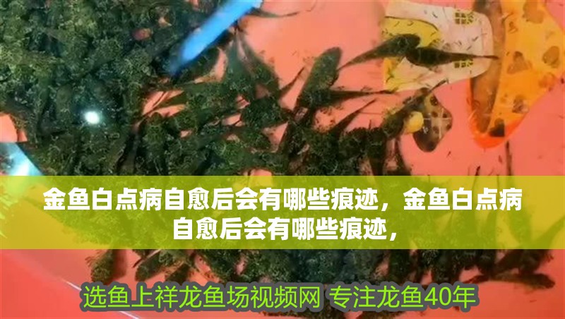 金魚白點(diǎn)病自愈后會(huì)有哪些痕跡，金魚白點(diǎn)病自愈后會(huì)有哪些痕跡，