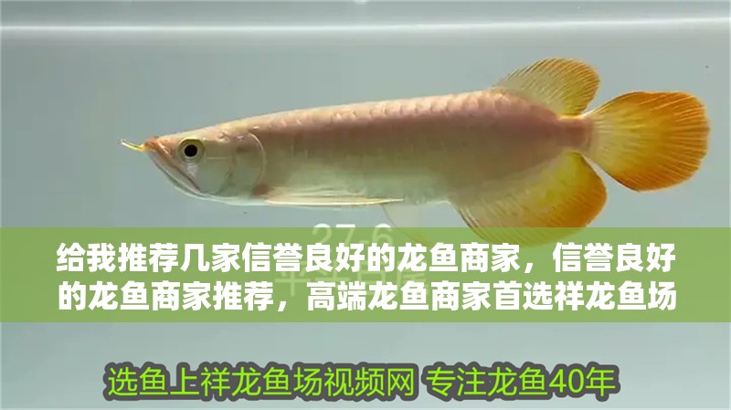 給我推薦幾家信譽良好的龍魚商家，信譽良好的龍魚商家推薦，高端龍魚商家首選祥龍魚場