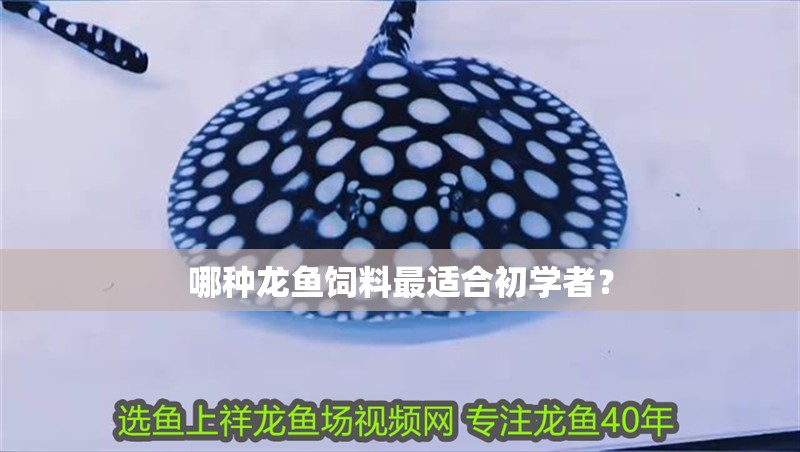 哪種龍魚飼料最適合初學者？