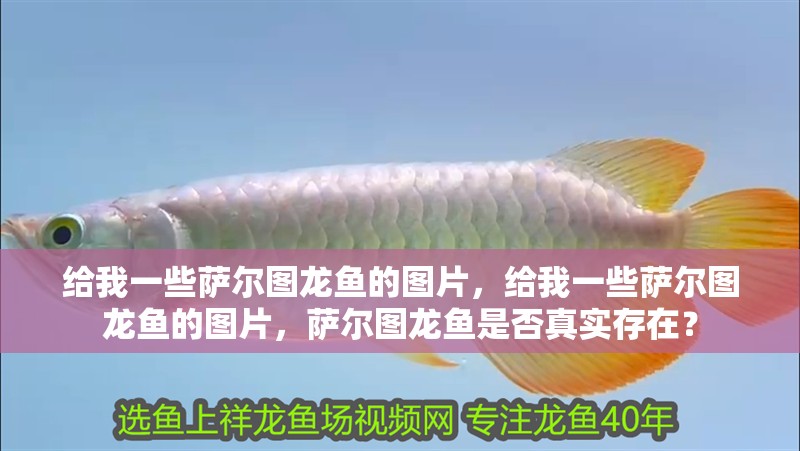 給我一些薩爾圖龍魚的圖片，給我一些薩爾圖龍魚的圖片，薩爾圖龍魚是否真實存在？