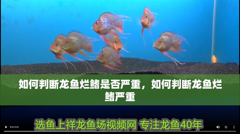 如何判斷龍魚爛鰭是否嚴重，如何判斷龍魚爛鰭嚴重