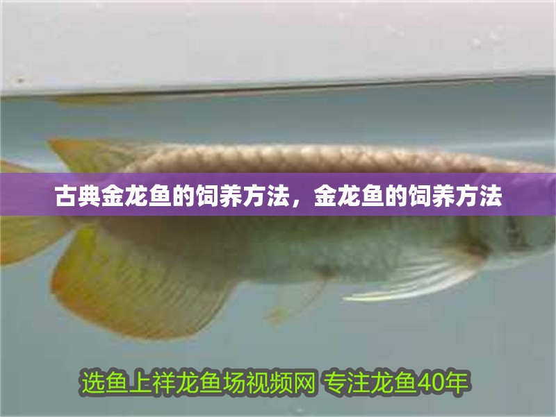 古典金龍魚的飼養方法，金龍魚的飼養方法