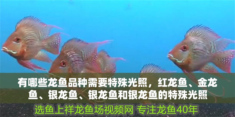 有哪些龍魚品種需要特殊光照，紅龍魚、金龍魚、銀龍魚、銀龍魚和銀龍魚的特殊光照