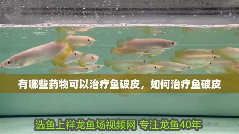 有哪些藥物可以治療魚破皮，如何治療魚破皮