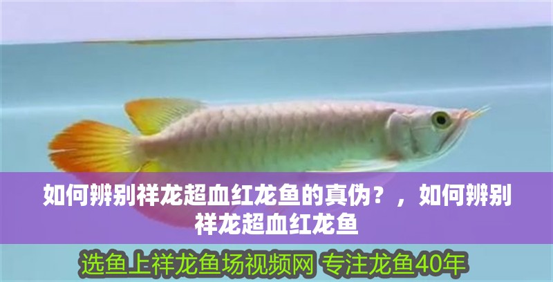 如何辨別祥龍超血紅龍魚的真偽？，如何辨別祥龍超血紅龍魚