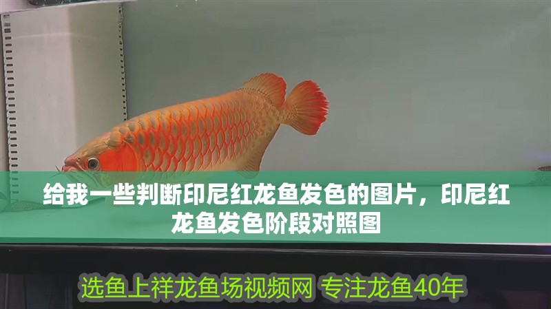 給我一些判斷印尼紅龍魚發色的圖片，印尼紅龍魚發色階段對照圖