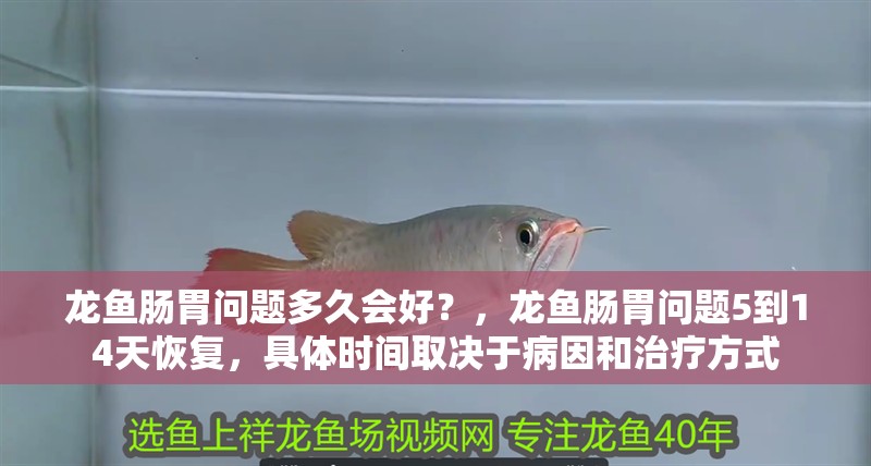 龍魚腸胃問題多久會(huì)好？，龍魚腸胃問題5到14天恢復(fù)，具體時(shí)間取決于病因和治療方式