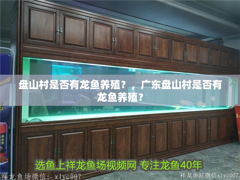 盤山村是否有龍魚養殖？，廣東盤山村是否有龍魚養殖？