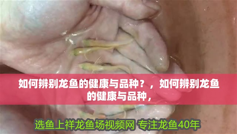 如何辨別龍魚的健康與品種？，如何辨別龍魚的健康與品種，