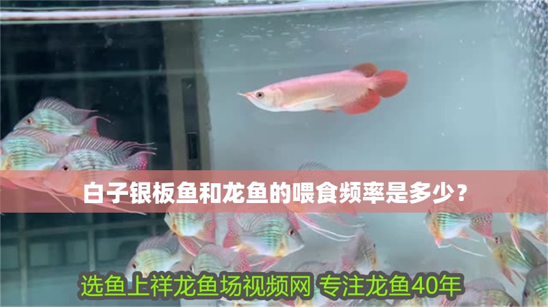 白子銀板魚和龍魚的喂食頻率是多少？