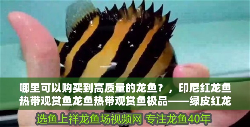 哪里可以購(gòu)買到高質(zhì)量的龍魚？，印尼紅龍魚熱帶觀賞魚龍魚熱帶觀賞魚極品——綠皮紅龍魚