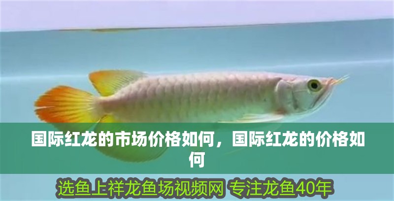國際紅龍的市場價格如何，國際紅龍的價格如何